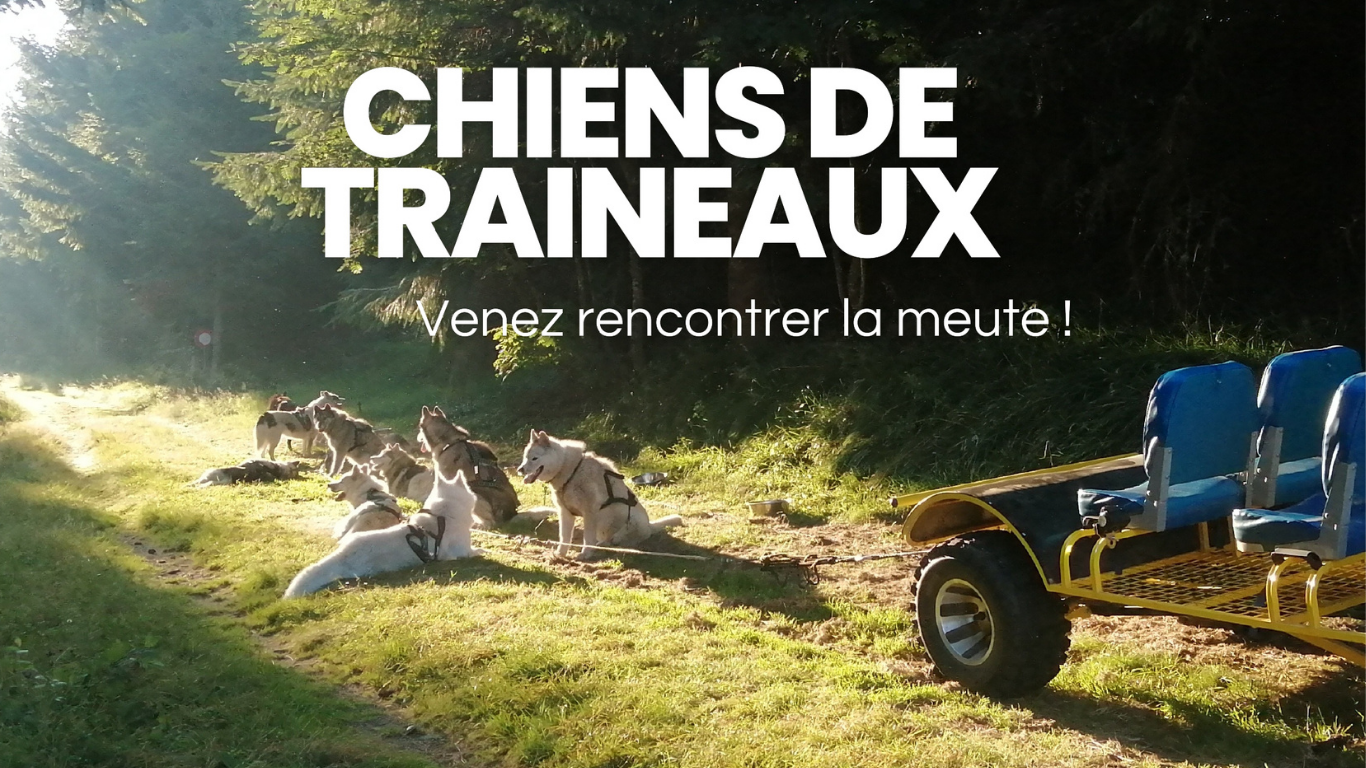 Chiens de traineaux Chiens de traineaux, Bouviers, Lozère, printemps, été, automne, expérience, Occitanie, chiens