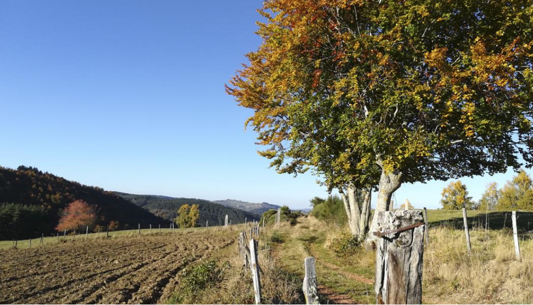 OT-Margeride La Croix de la Gaillarde Margeride, randonnée, Occitanie, Lozère,