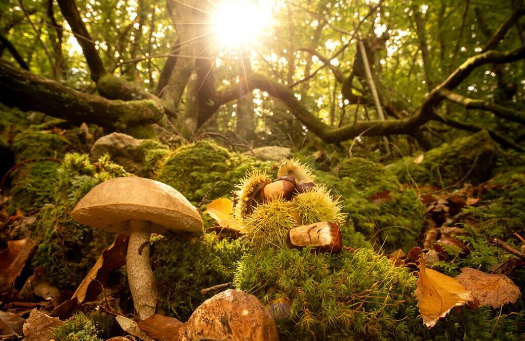 Champignons en Margeride : un automne aux Bouviers
