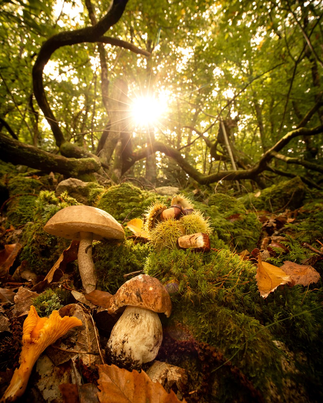 automne, champignons, les Bouviers, Margeride