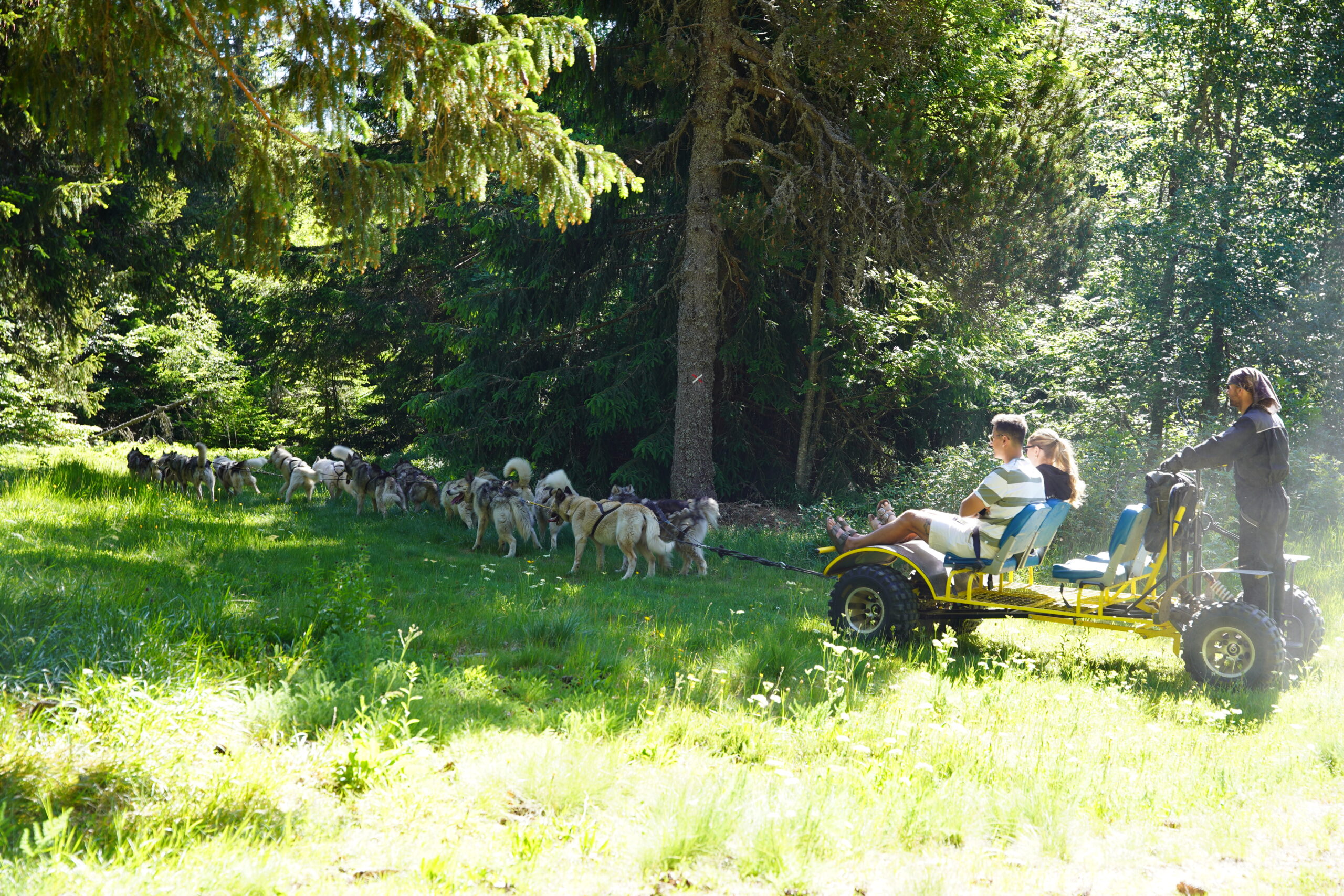 Chiens de traineaux, Bouviers, Lozère, printemps, été, automne, expérience, Occitanie, chiens
